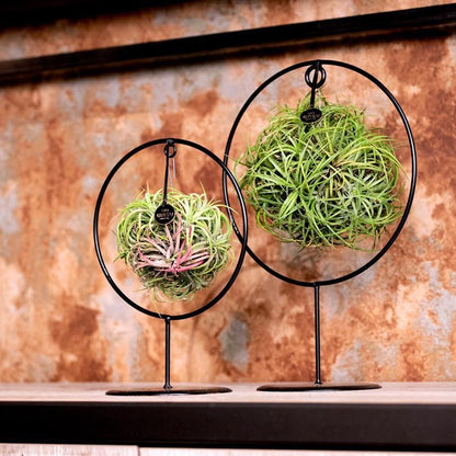  Deco Frame Rond Met Tillandsia Airplant Bol (S)