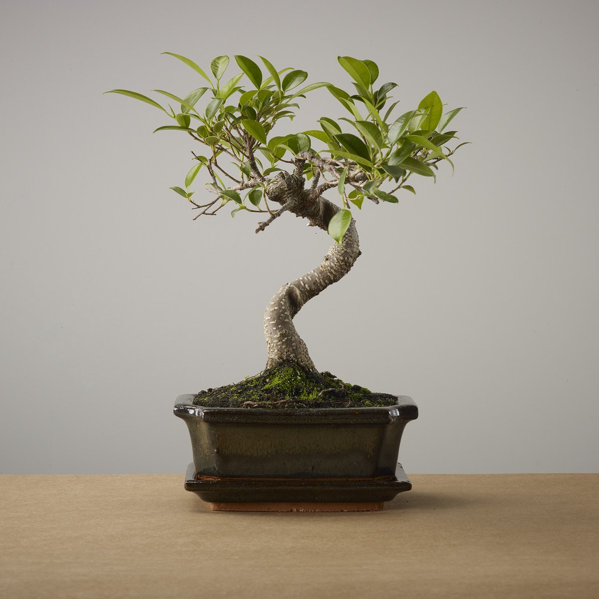  Bonsai Of Yugen - Authentieke Bonsai - 5 Jaar Oud - Inclusief Pot &amp; Schaal Van Japans Keramiek - Soort: Ficus Retusa - The Bonsaïst