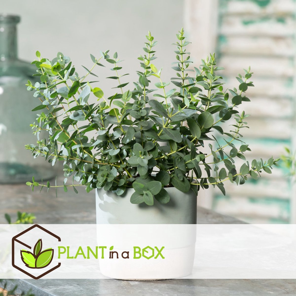  Plant In A Box - Eucalyptus Pulverulenta 'Baby Blue' - Set Van 2 - Pot 13cm - Hoogte 25-40cm