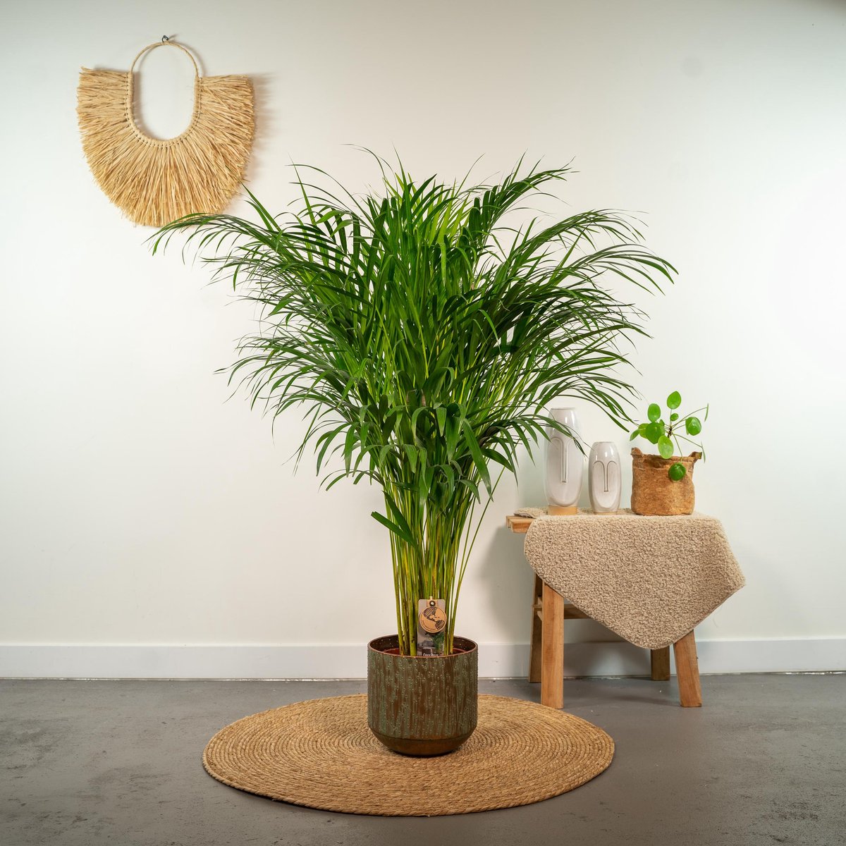  Areca Palm 110 Cm Hoog - 21cm Potmaat - Grote Kamerplant - Dypsis Lutescens