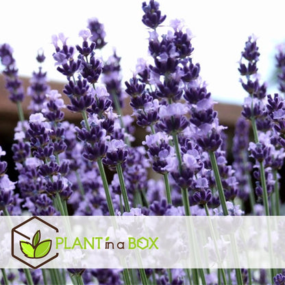  Plant In A Box - Lavandula Angustifolia - Set Van 6 - Winterharde Lavendel Struikjes - Pot 10.5cm - Hoogte 10-15cm