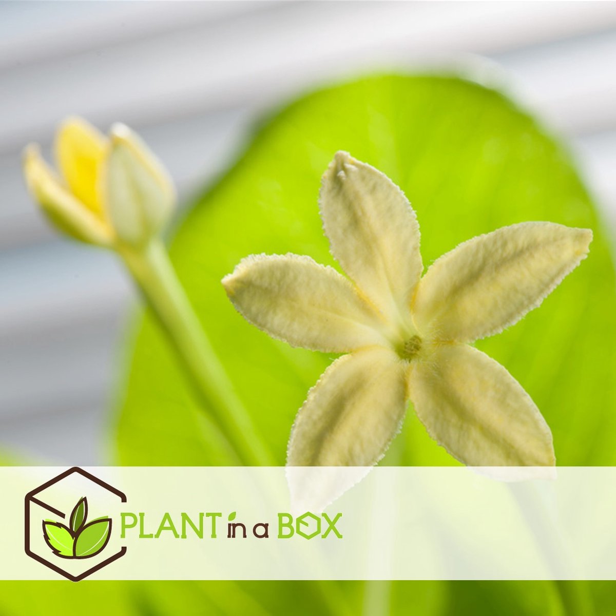  Plant In A Box - Brighamia Insignis - Set Van 2 - Exotische Kamerplant - Pot 12cm - Hoogte 30-40cm