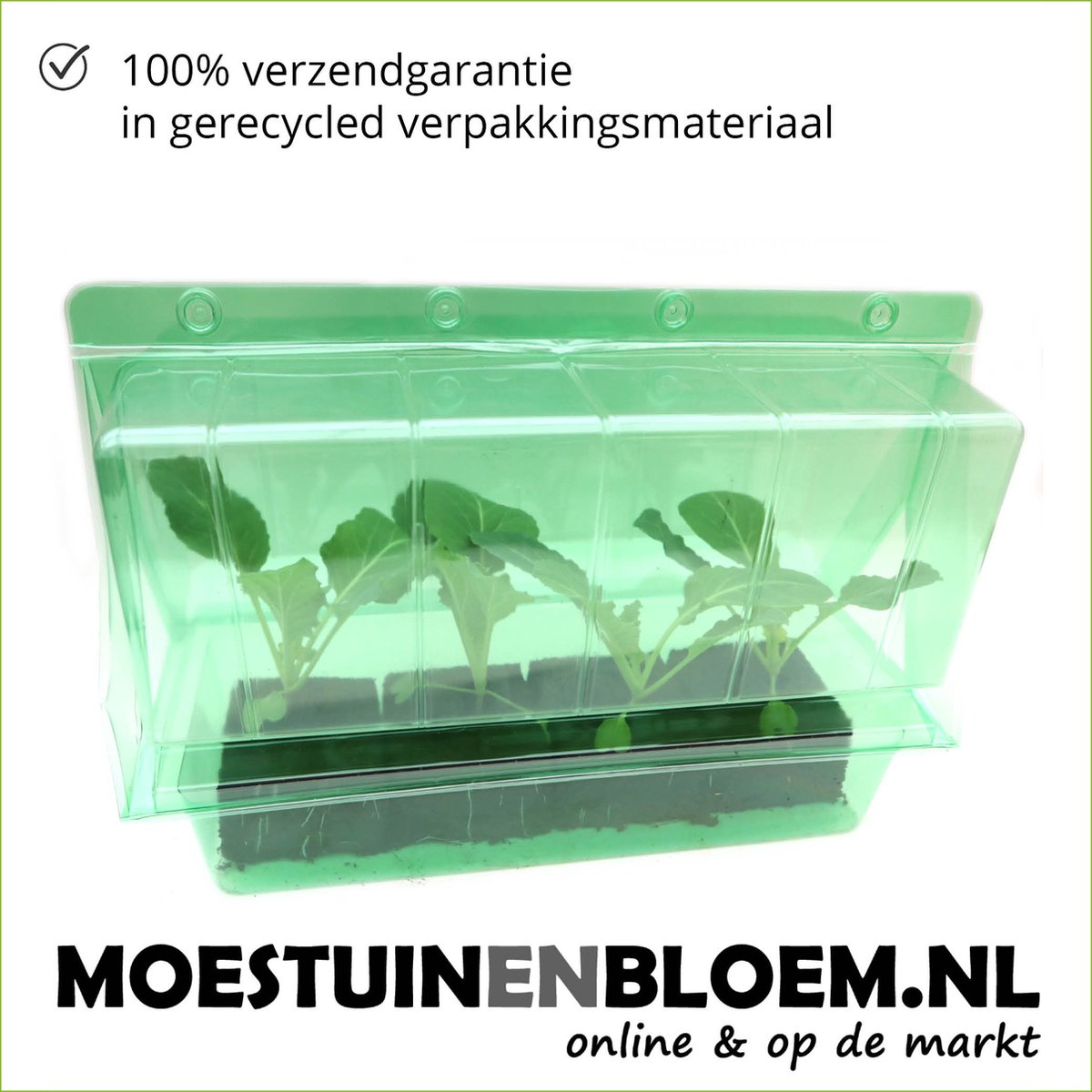 Merkloos Viooltje Grootbloemig Mix 12 Stuks