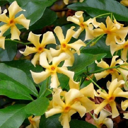  3 X Toscaanse Jasmijn Gemengd (3 Halen, 2 Betalen!) - Mix Geel, Wit En Roze Jasmijn Plant | Groenblijvend/Wintergroen En Winterhard - Klimplanten - Goed Voor 1 Strekkende Meter Haag Met Bloemen | 3 X 1,5 Liter Pot - Te Combineren Met Rozen In Klimrek