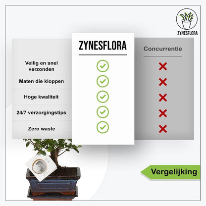  ZynesFlora - Bonsai In Keramiek - Kamerplant In Pot - Ø 15 Cm - Hoogte: 25-30 Cm - Kamerplant