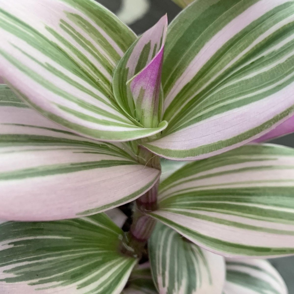 Merkloos Tradescantia Nanouk - Roze Groene Bladeren - Makkelijke Kamerplant