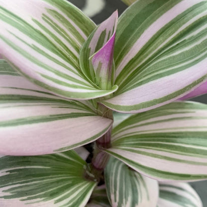 Merkloos Tradescantia Nanouk - Roze Groene Bladeren - Makkelijke Kamerplant