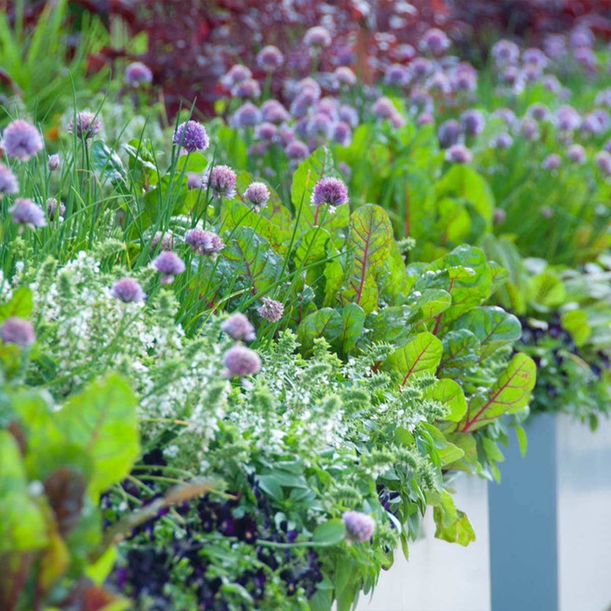  6x Biologische Tuinkruiden Mix - Tuinplanten Mix – Keuken Kruiden - ⌀9 Cm - 10-15 Cm