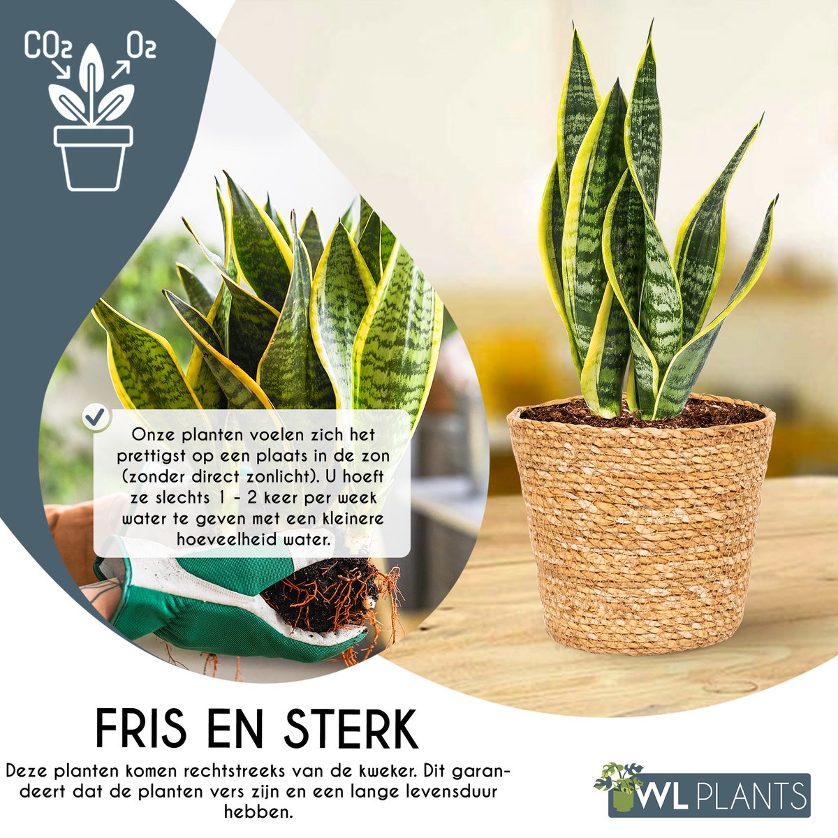  WL Plants - Set Van 4 - Kamerplanten - 1x Aloë Vera, 1x Coffea Arabica, 1x Monstera Deliciosa, 1x Sansevieria Laurentii - 12cm Diameter - Van Professionele Kweek - Groene Planten - Binnen Planten - In Bruine Mand Gemaakt Van Riet - ± 35cm Hoog