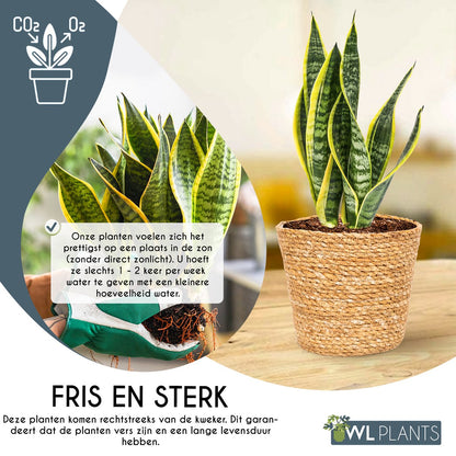  WL Plants - Set Van 4 - Kamerplanten - 1x Aloë Vera, 1x Coffea Arabica, 1x Monstera Deliciosa, 1x Sansevieria Laurentii - 12cm Diameter - Van Professionele Kweek - Groene Planten - Binnen Planten - In Bruine Mand Gemaakt Van Riet - ± 35cm Hoog