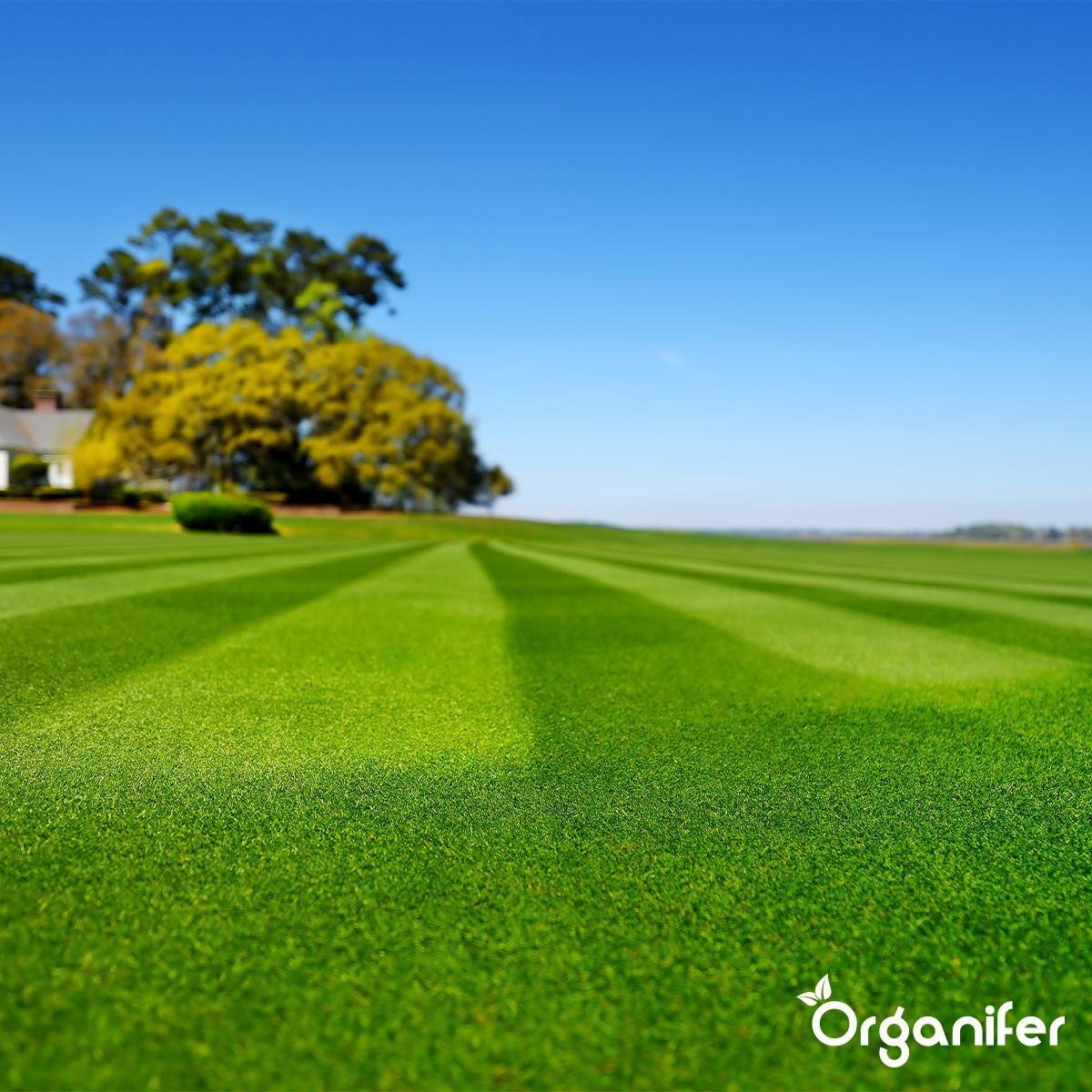  Herstelgazon Graszaad Met Grote Kiemkracht – Fast Repair (1 Kg Voor 50m2) Organifer