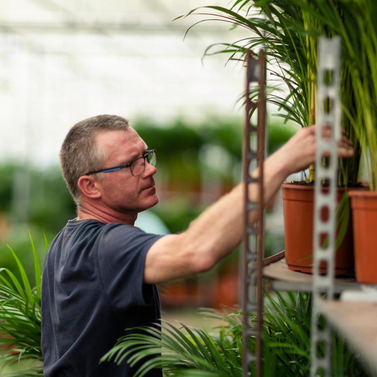  XXL Dracaena Marginata Met Pot - Drakenbloedboom - 120cm Hoog , 21Ø - Kamerplant