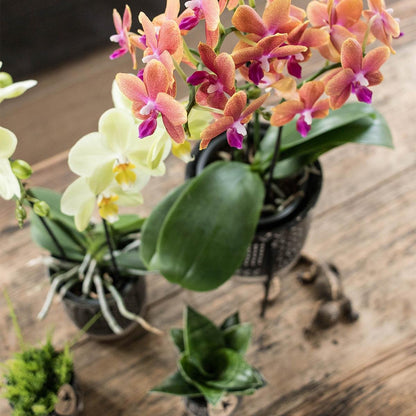  Kolibri Orchids | Oranje Geurende Phalaenopsis Orchidee - Fragrance Orange - Potmaat Ø12cm | Bloeiende Kamerplant - Vers Van De Kweker