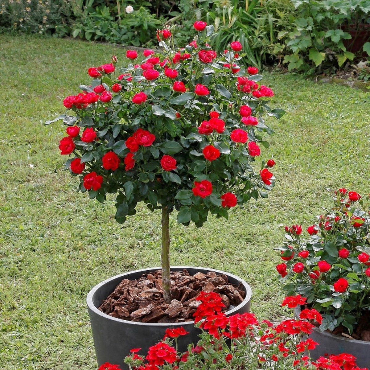  OH2 - Mini Patio Stamrozen - Kleurrijke Grootbloemige Rozen - 55-70 Cm - Meer Kleurig