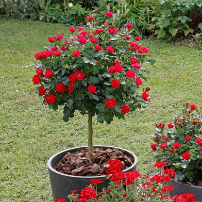  OH2 - Mini Patio Stamrozen - Kleurrijke Grootbloemige Rozen - 55-70 Cm - Meer Kleurig