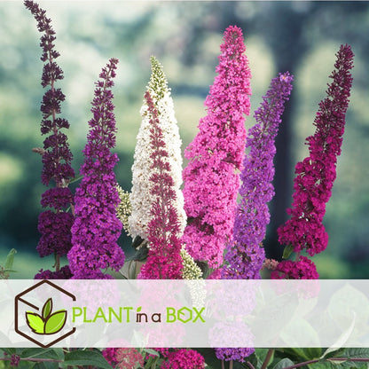  Plant In A Box - Mix Van 3 Vlinderstruiken - Buddleja Davidii 'Nanho Blue', 'Pink Delight', 'White Profusion' - Pot 9cm - Hoogte 25-40cm