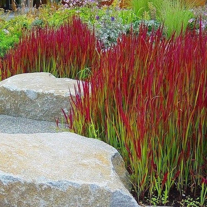 GP 12 X Japans Bloedgras - Siergras - Tuinplanten Winterhard - Vaste Planten - Imperata Red Baron - In 9x9cm Pot Met Hoogte 5-10cm