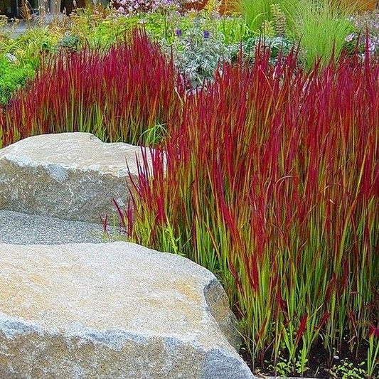 GP 12 X Japans Bloedgras - Siergras - Tuinplanten Winterhard - Vaste Planten - Imperata Red Baron - In 9x9cm Pot Met Hoogte 5-10cm