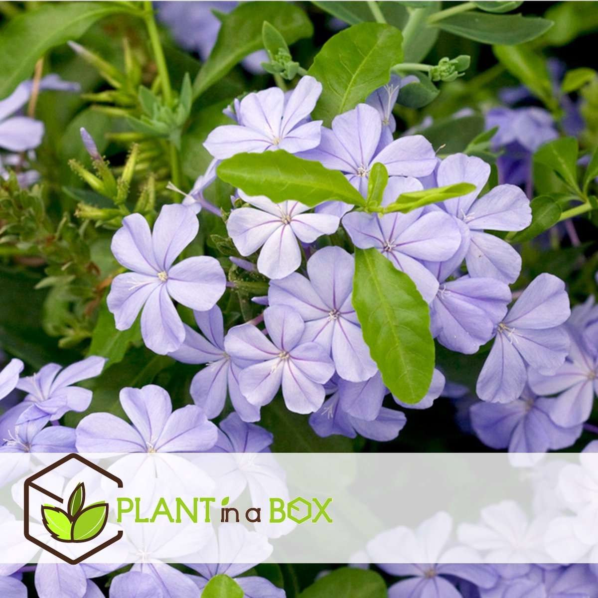 Plant In A Box - Plumbago Auriculata - Set Van 3 - Mannentrouw - Lang Bloeiende Klimplant - Pot 9cm - Hoogte 25-40cm
