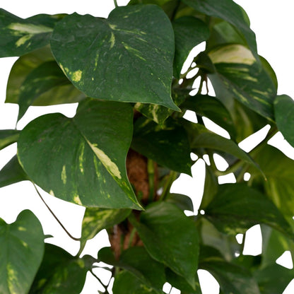  Epipremnum Aureum Mosstok - 60cm
