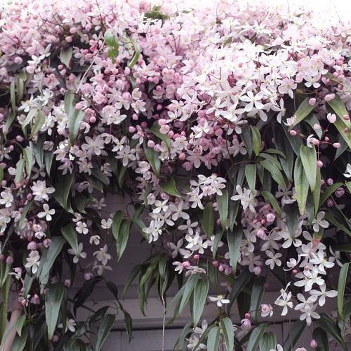  Clematis Apple Blossom | Roze - Meerjarig En Groenblijvend / Wintergroen - Winterharde Tuinplanten - Klimplant | 1.5 Liter Pot
