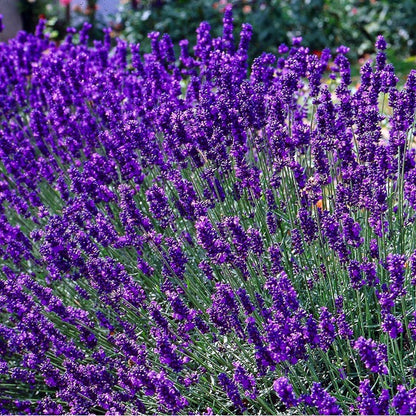  12 X Lavandula Angustifolia 'Dwarf Blue’ - Lavendel Pot 9 X 9 Cm