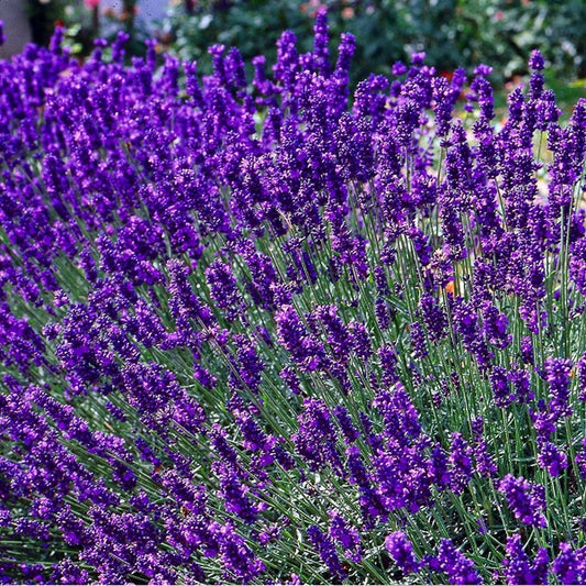  12 X Lavandula Angustifolia 'Dwarf Blue’ - Lavendel Pot 9 X 9 Cm