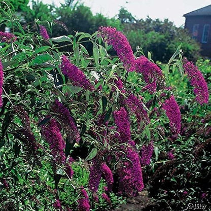 Buddleja Vlinderstruik 'Davidii Royal Red' - Rood, Meerjarig En Winterhard - Vlinderplant / Vlinderstruiken - Aantrekkelijk Voor De Vlinder | 1.5 Liter Pot