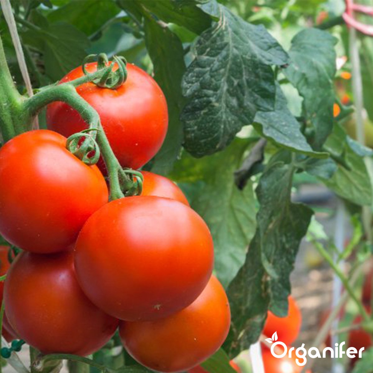  Groentezaden Pakket – 25 Culinaire Soorten - Organifer