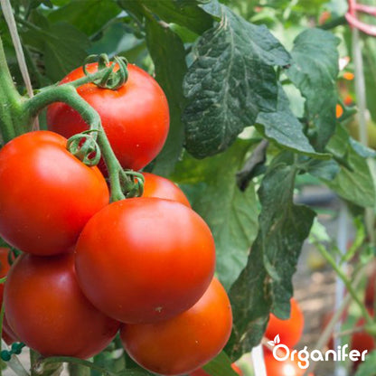  Groentezaden Pakket – 25 Culinaire Soorten - Organifer