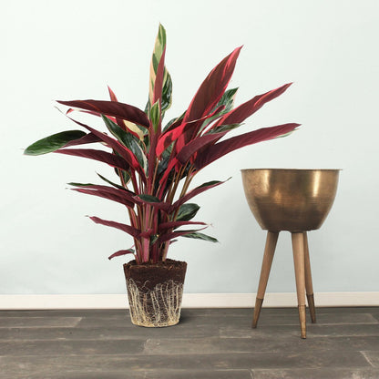  We Love Plants - Calathea Triostar - 60 Cm Hoog - Luchtzuiverende Plant