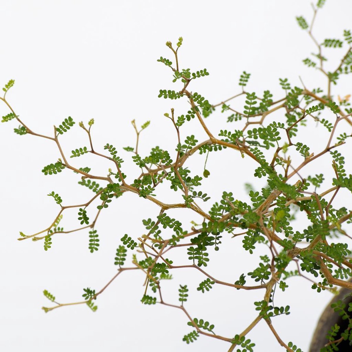  Sophora 'Little Baby' Honingboom- Zigzagstruik - Hoogte 60cm - 2 Liter Pot