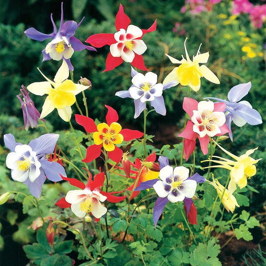  Aquilegia Mix - 5 Stuks Akelei Bijen Plant