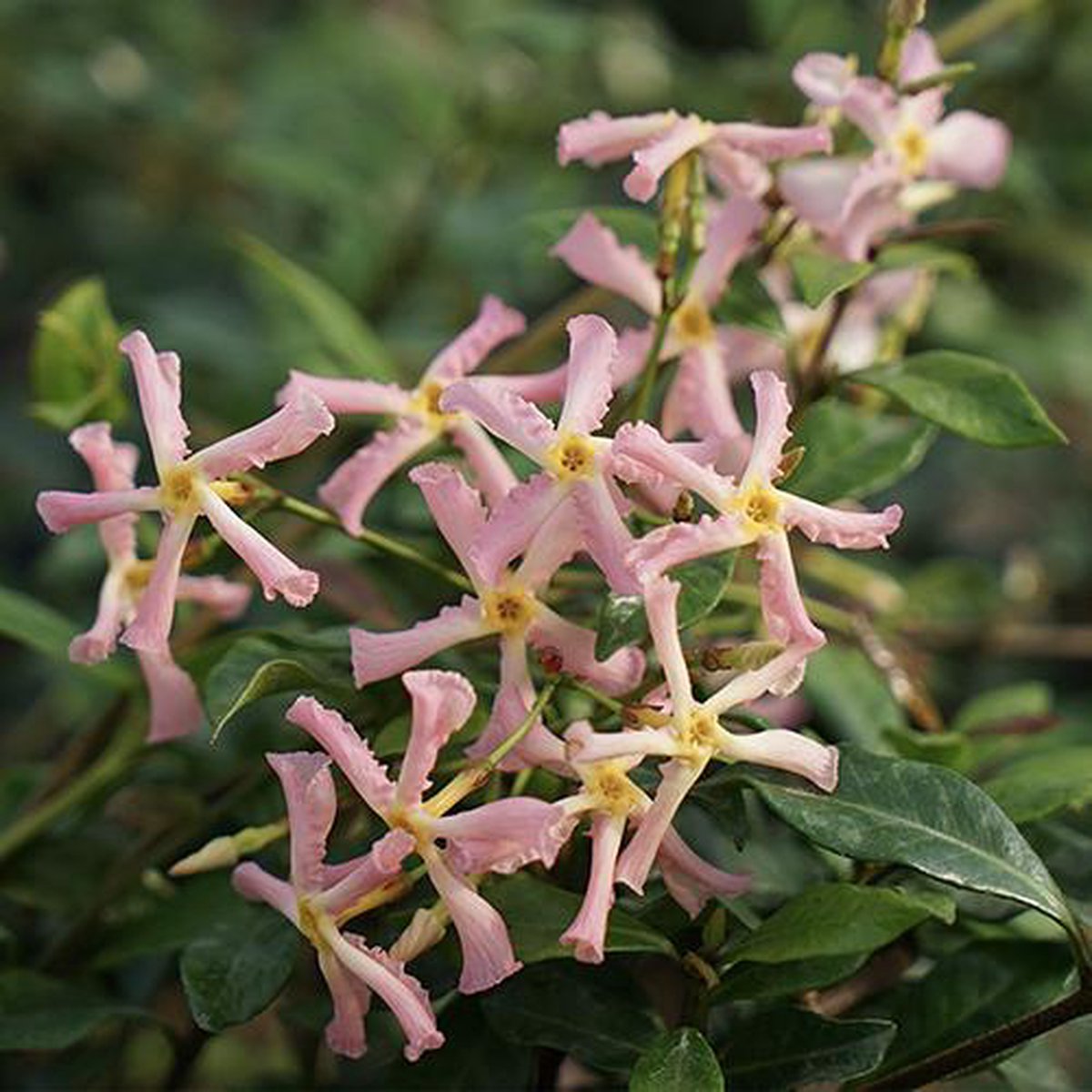  Roze Toscaanse Jasmijn / Star Of Sicily (Pink Air) - Klimplant | Roze Sterjasmijn - Groenblijvend / Wintergroen En Winterhard | 1,5 Liter Pot (Star Of Ibiza/Pink Showers) - Goed Te Combineren Met Andere Jasmijn Planten Of Bijv. Met Clematis Of Rozen