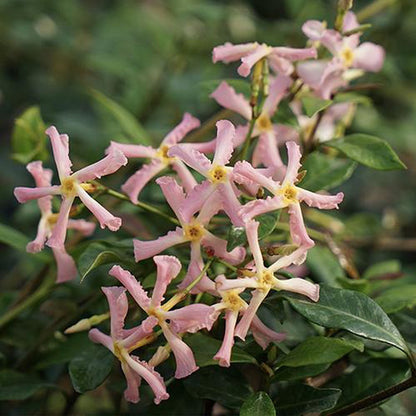  Roze Toscaanse Jasmijn / Star Of Sicily (Pink Air) - Klimplant | Roze Sterjasmijn - Groenblijvend / Wintergroen En Winterhard | 1,5 Liter Pot (Star Of Ibiza/Pink Showers) - Goed Te Combineren Met Andere Jasmijn Planten Of Bijv. Met Clematis Of Rozen