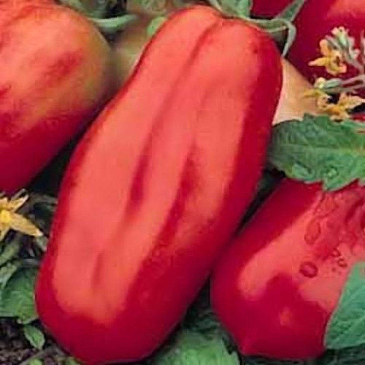  Tomaten Zaden - San Marzano