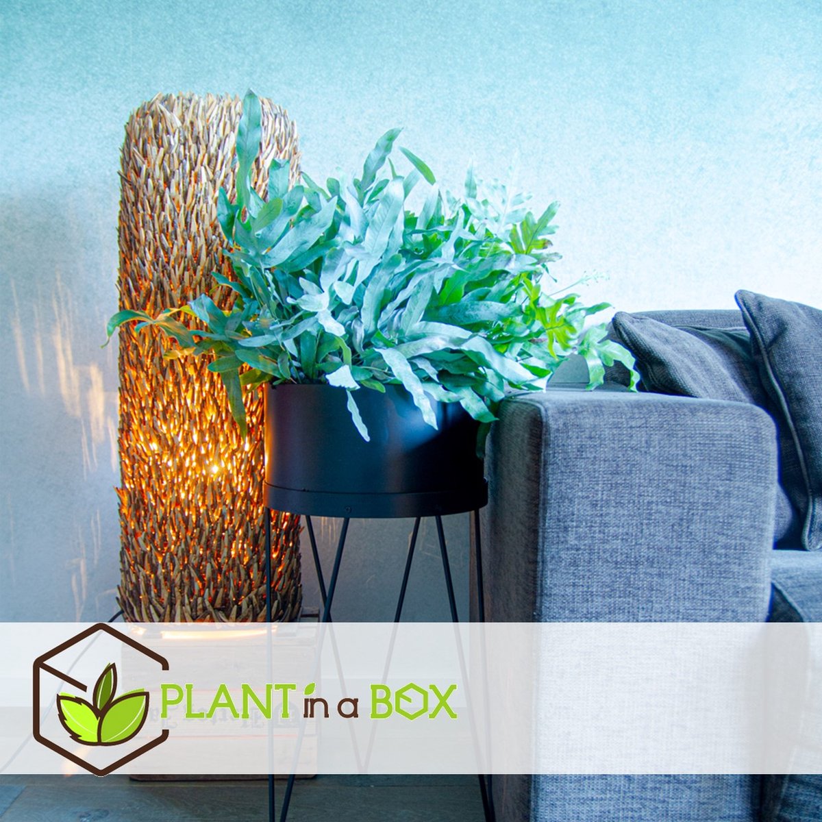  Plant In A Box - Phlebodium Aureum 'Blue Star' - Gemakkelijk Te Verzorgen Blauwvaren - Pot 17cm - Hoogte 40-50cm