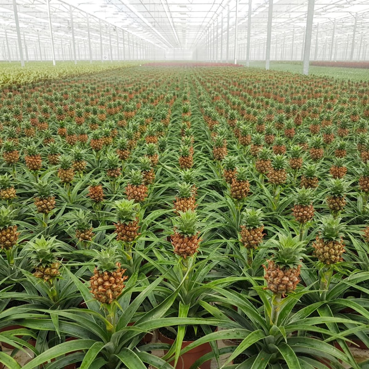  Breasy Ananasplant | Anti-snurk Plant | 1 Stuks | Ø 13cm | 35-40 Cm
