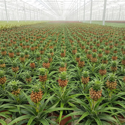  Breasy Ananasplant | Anti-snurk Plant | 1 Stuks | Ø 13cm | 35-40 Cm