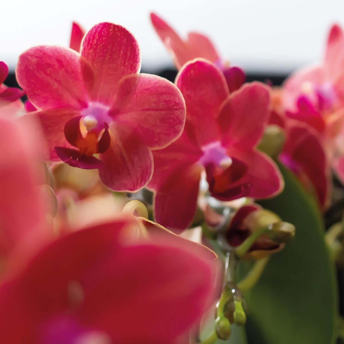  Kolibri Orchids | COMBI DEAL Van 2 Rode Phalaenopsis Orchideeën - Congo - Potmaat Ø9cm Bloeiende Kamerplant - Vers Van De Kweker