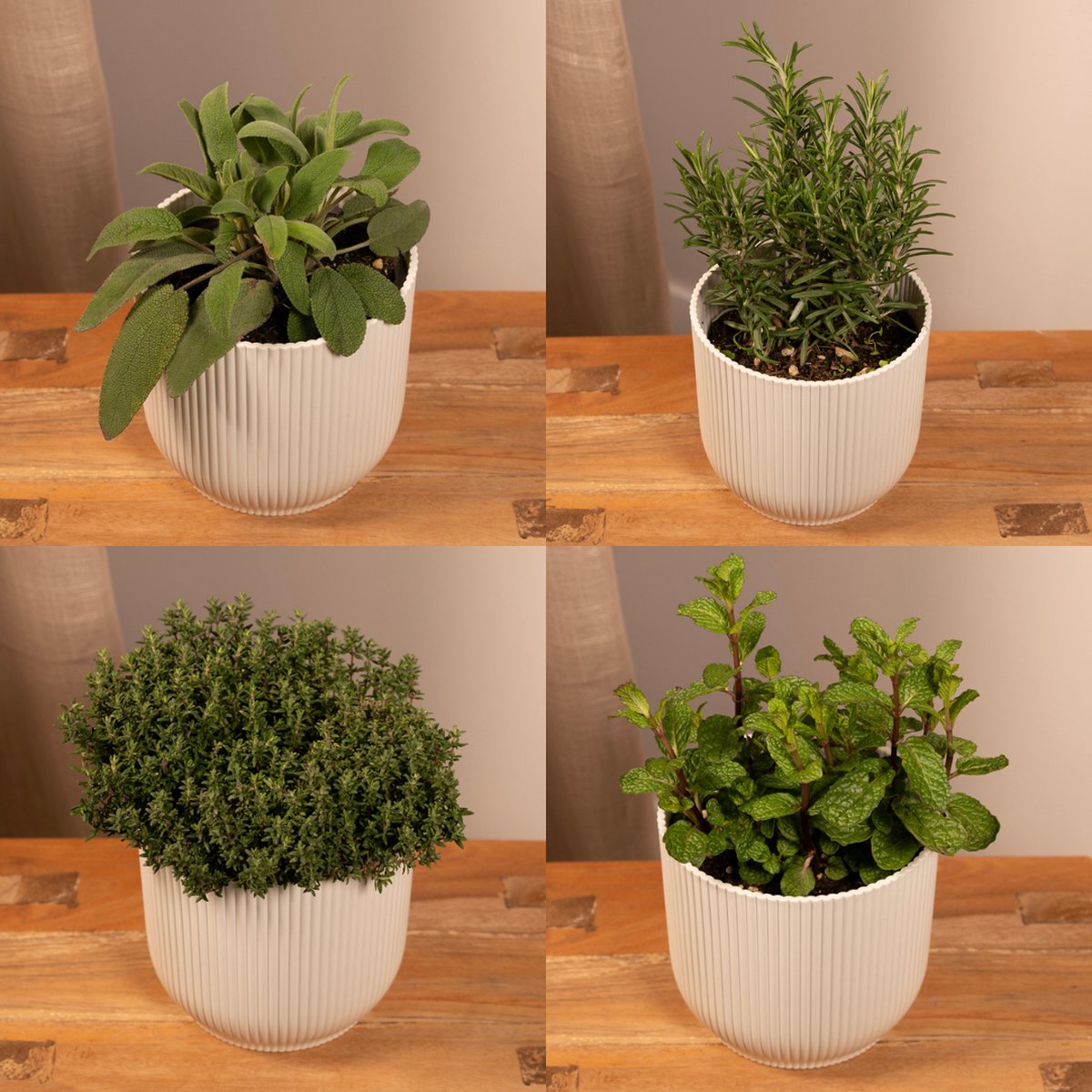 Tuinkruiden Mix - 18cm - Ø14