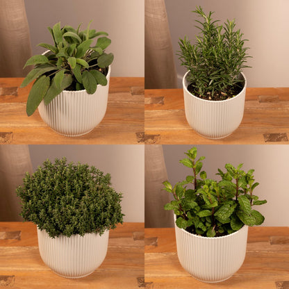  Tuinkruiden Mix - 18cm - Ø14