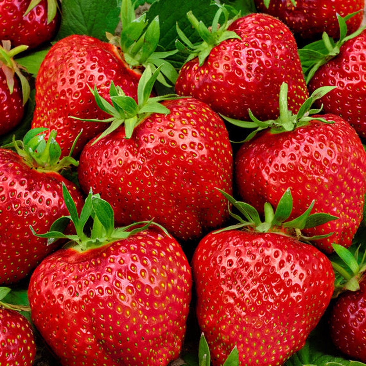  Jub Holland Elsanta Aardbeienplanten 10 Stuks - Zoete En Sappige Aardbeien - Fruitplanten - Kleinfruit - Garden Select