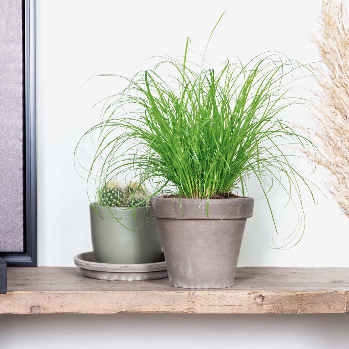  Cyperus Alternifolius 'Zumula' - Kattengras - Kamerplant - Huisdiervriendelijk - ⌀12 Cm - 20-25 Cm