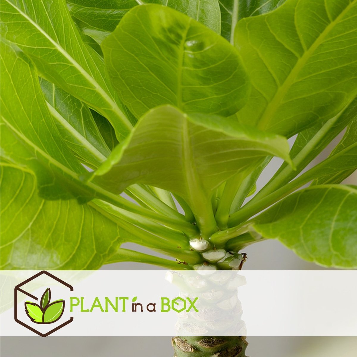  Plant In A Box - Brighamia Insignis - Set Van 2 - Exotische Kamerplant - Pot 12cm - Hoogte 30-40cm