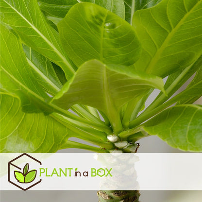  Plant In A Box - Brighamia Insignis - Set Van 2 - Exotische Kamerplant - Pot 12cm - Hoogte 30-40cm