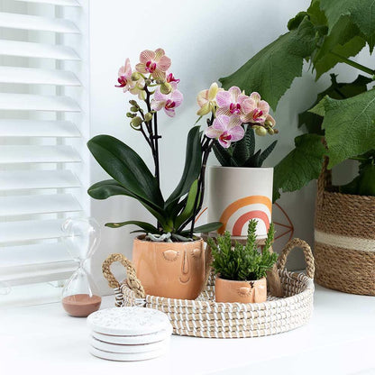  Kolibri Orchids | Oranje Phalaenopsis Orchidee - 35cm Hoog - Potmaat Ø9cm | Bloeiende Kamerplant - Vers Van De Kweker