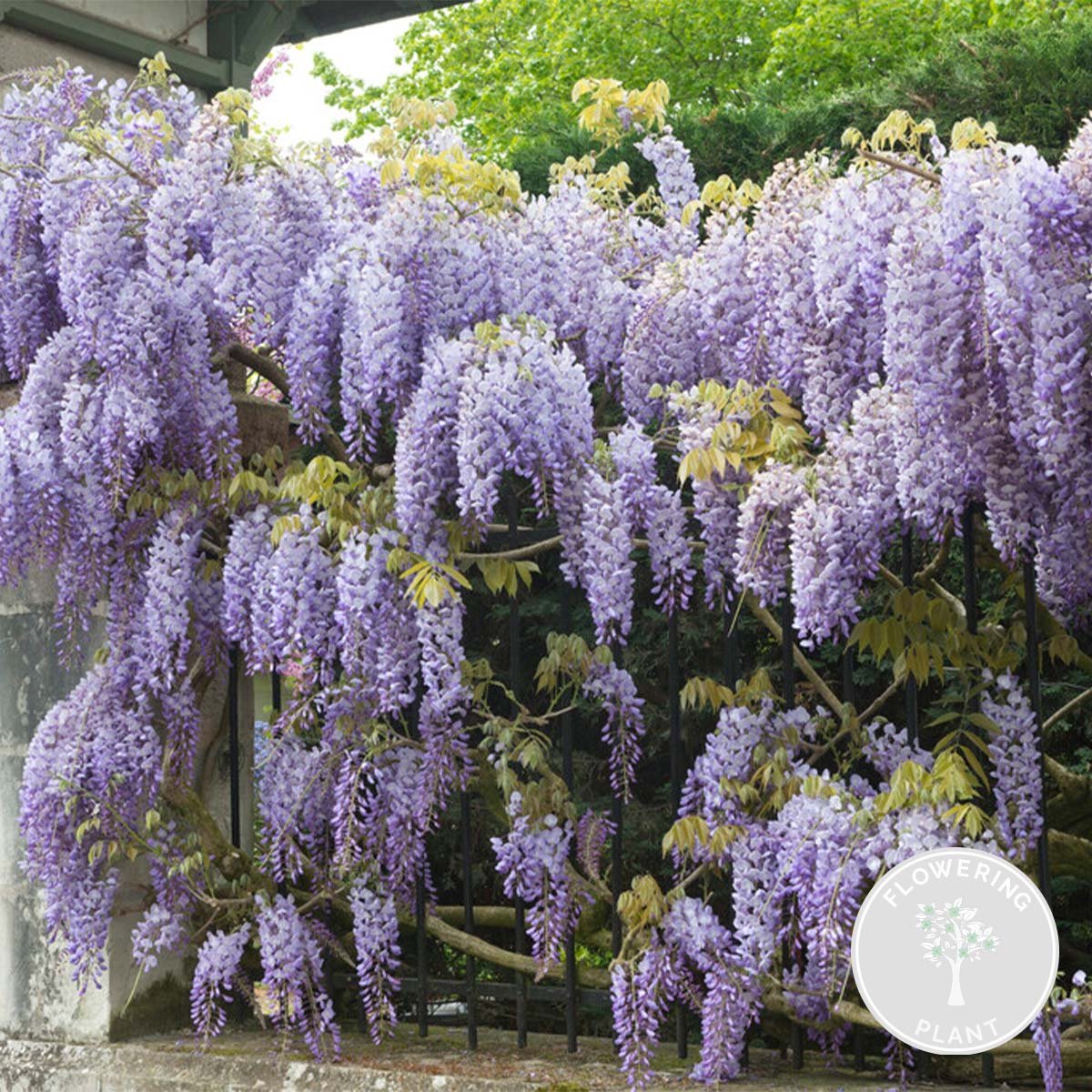  Wisteria Sinensis Prolific – Blauwe Regen – Klimplant – Onderhoudsvriendelijk - ⌀15 Cm - 60-70 Cm