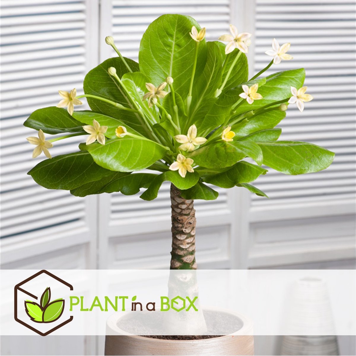  Plant In A Box - Brighamia Insignis - Set Van 2 - Exotische Kamerplant - Pot 12cm - Hoogte 30-40cm