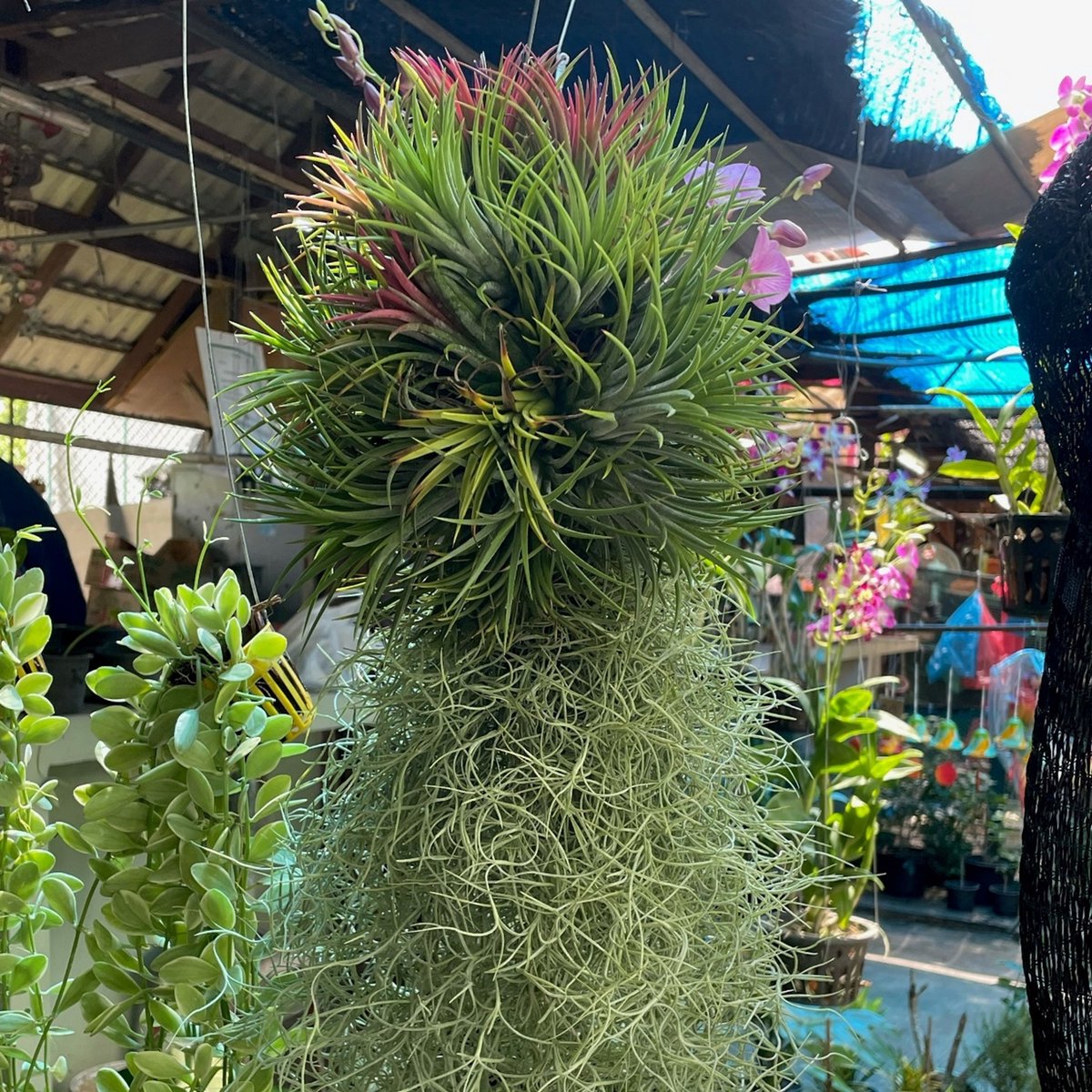  Ecoworld Luchtplantjes Spray - 125 Ml - Spray Voor Tillandsia Luchtplanten - 100% Biologische Airplant Verzorgingspray - Uit Eigen Kwekerij